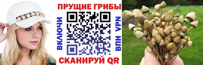 Галлюциногенные грибы мицелий  Купить  Гулькевичи 